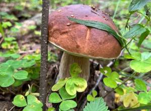 Белый гриб в диких лисах Тверской области